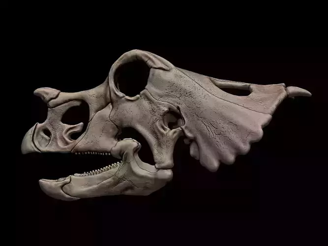 Baby Einiosaurus  Skull