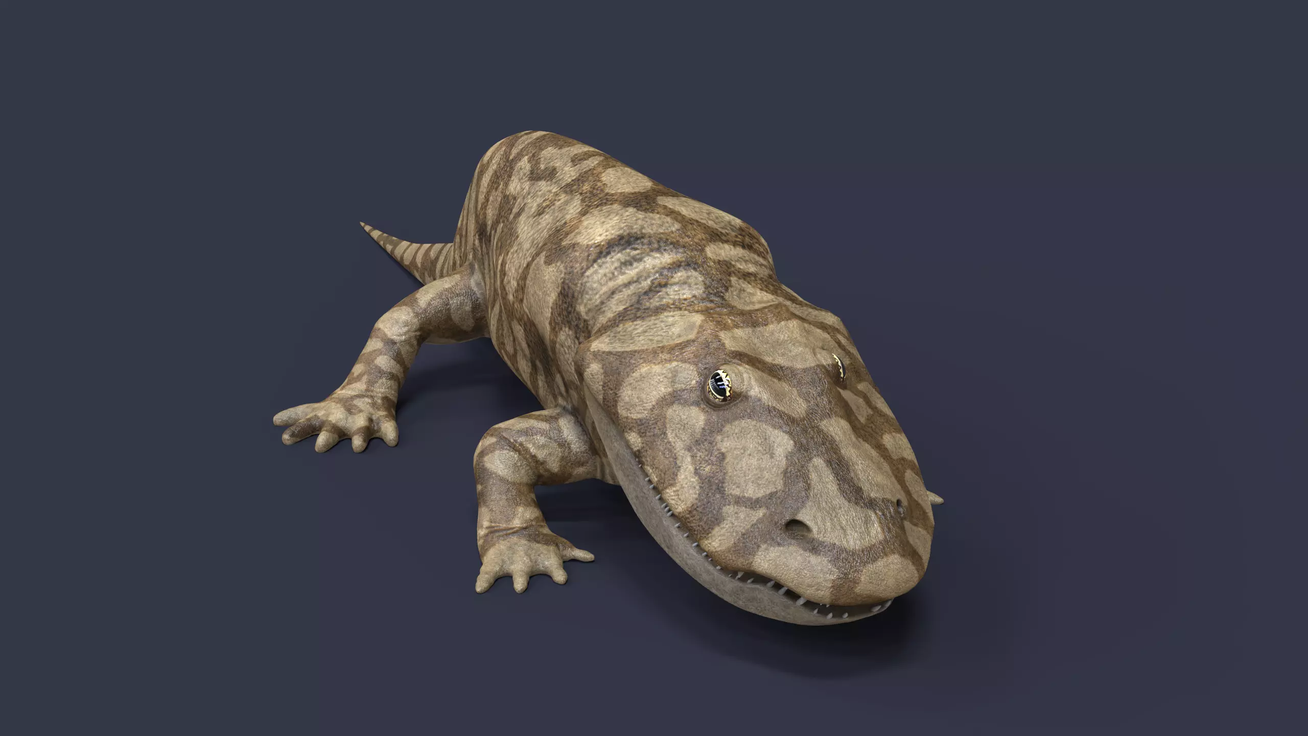 Eryops megacephalus 3D model_3