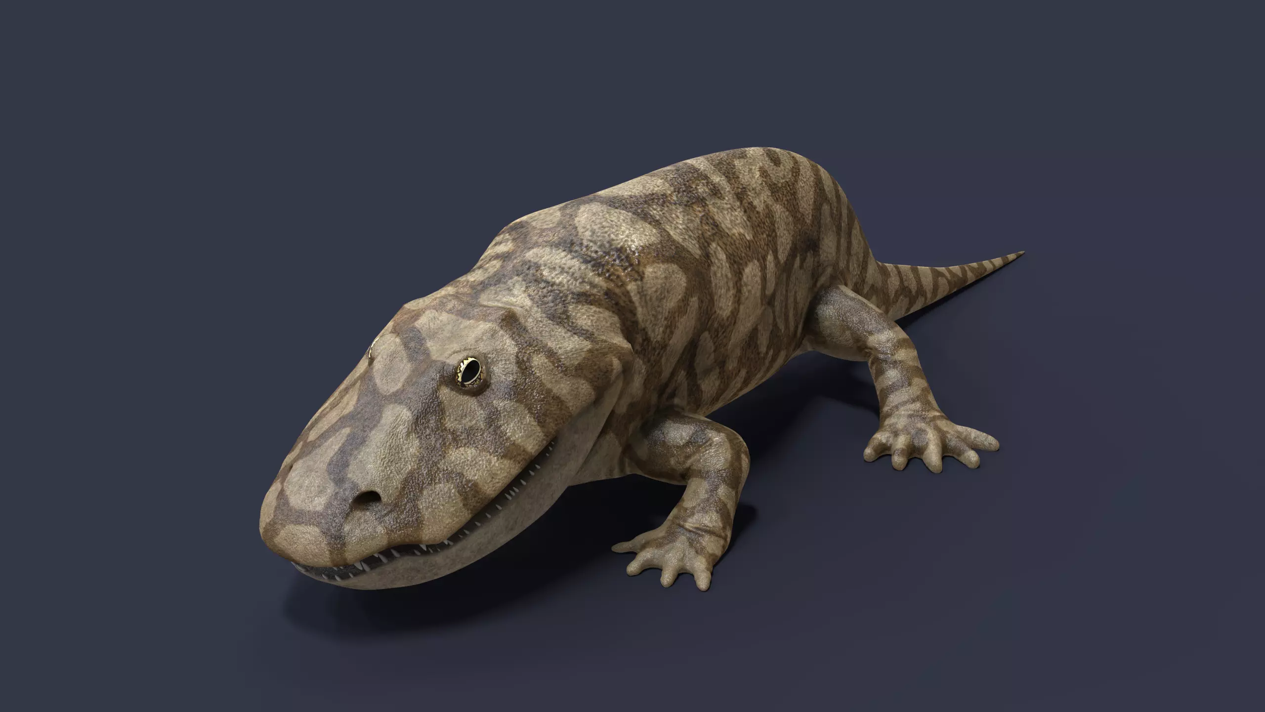 Eryops megacephalus 3D model_4