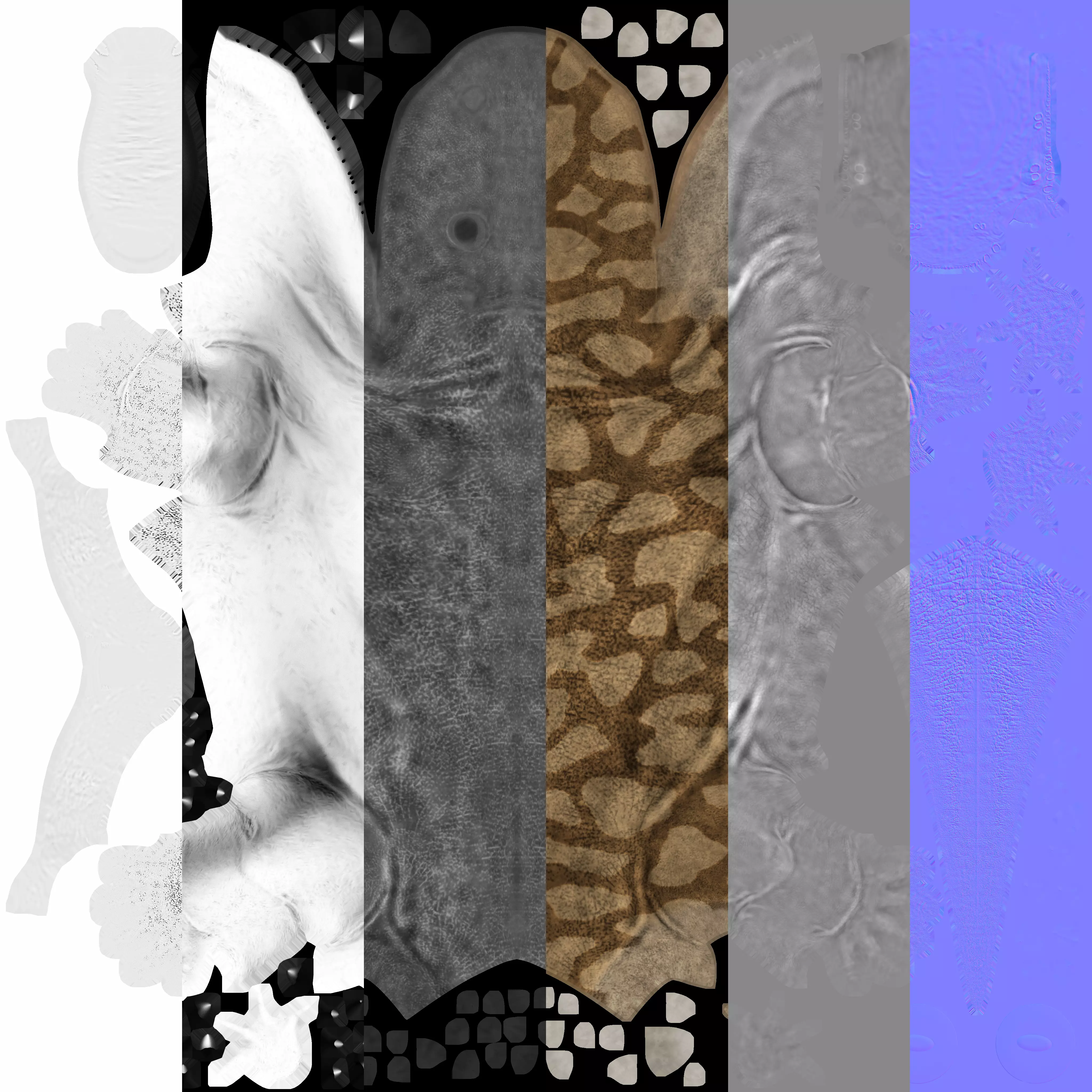 Eryops megacephalus 3D model_7