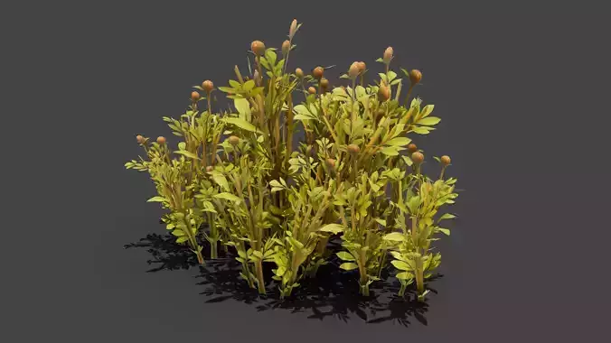 Peony flovers 3 variants Free low-poly 3D model