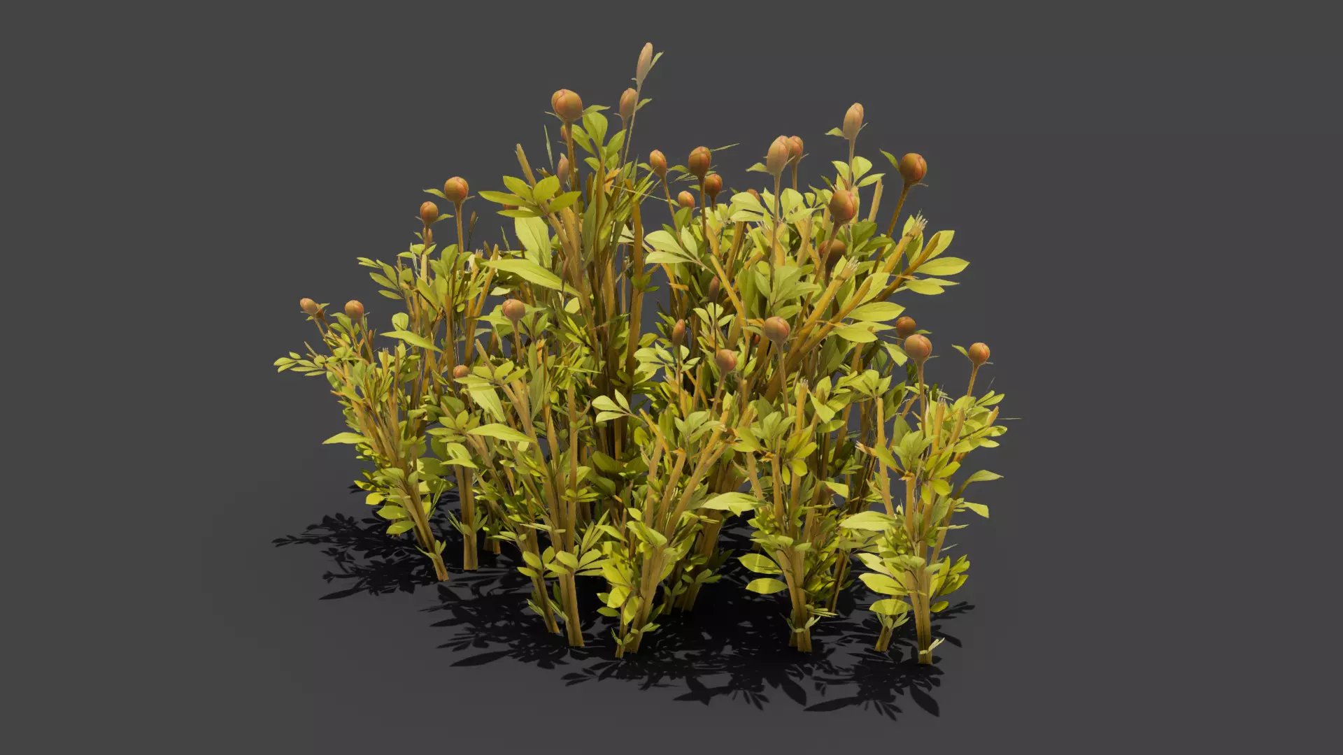 Peony flovers 3 variants Free low-poly 3D model
