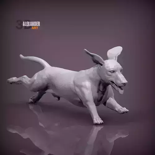 Dachshund is running