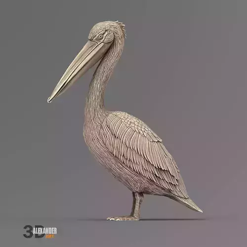 Pelican