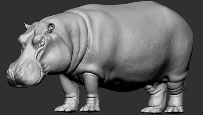 Animation ready  3d Hippo Model