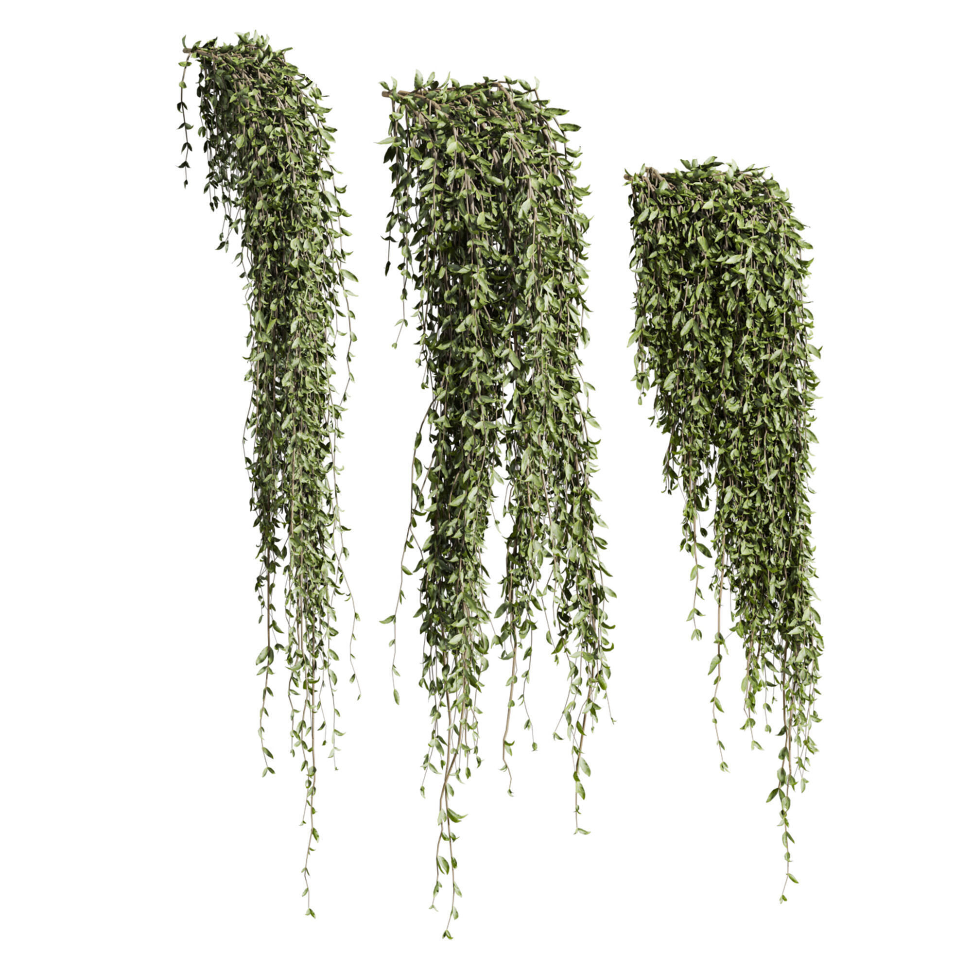 ivy plants 3D model_3