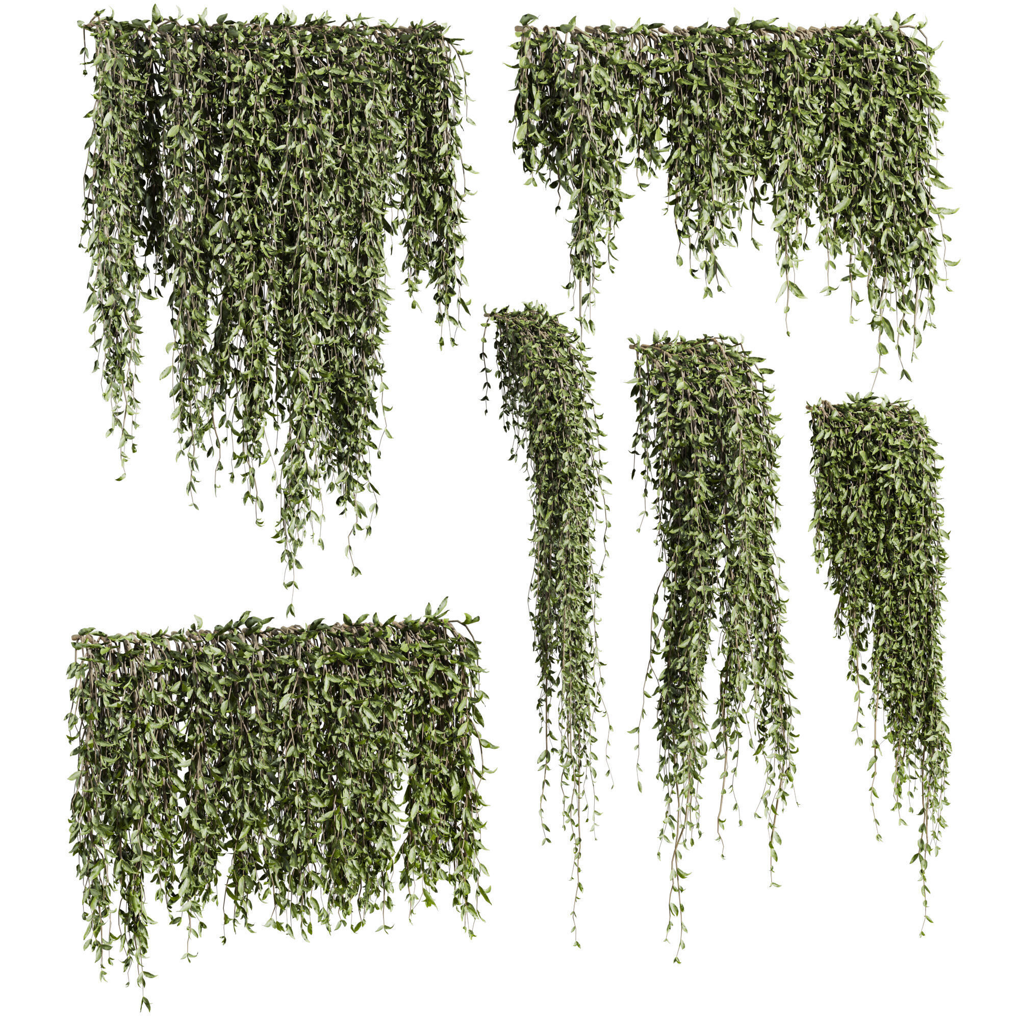ivy plants 3D model_1