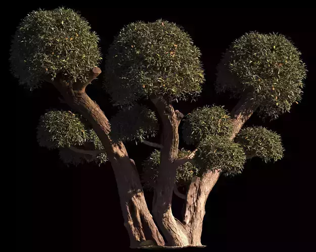 Olive Tree Topiary 01 Olea Europaea