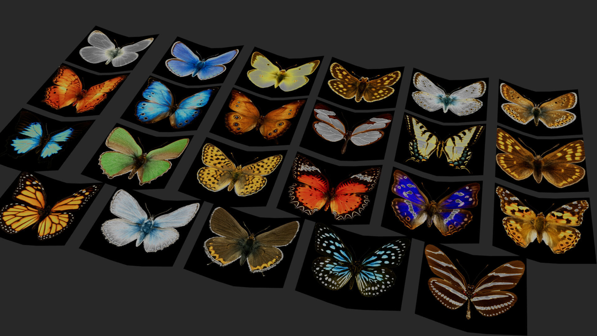 Butterflies Animated Rigged Collection Low-poly 3D model_4