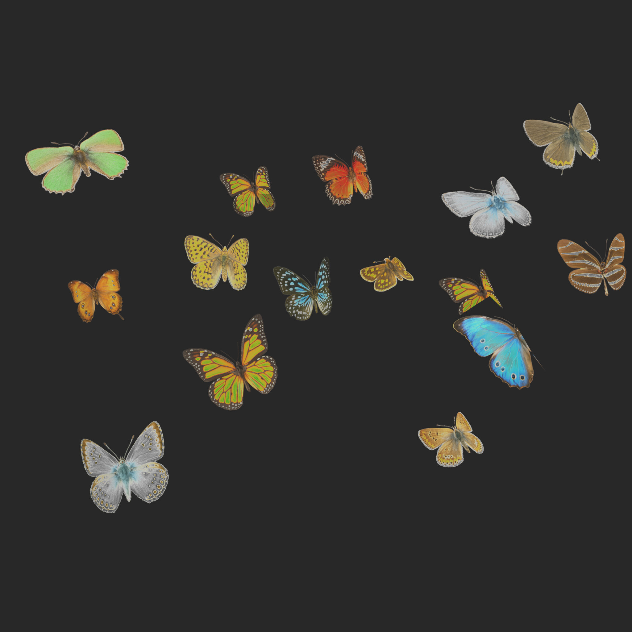 Butterflies Animated Rigged Collection Low-poly 3D model_2
