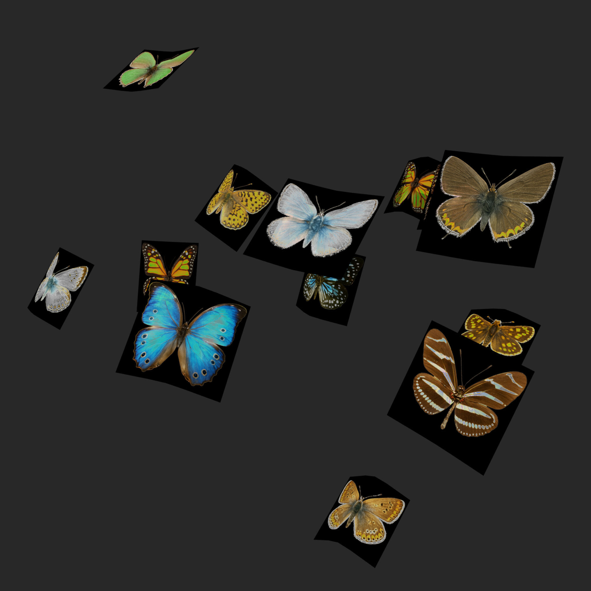 Butterflies Animated Rigged Collection Low-poly 3D model_3