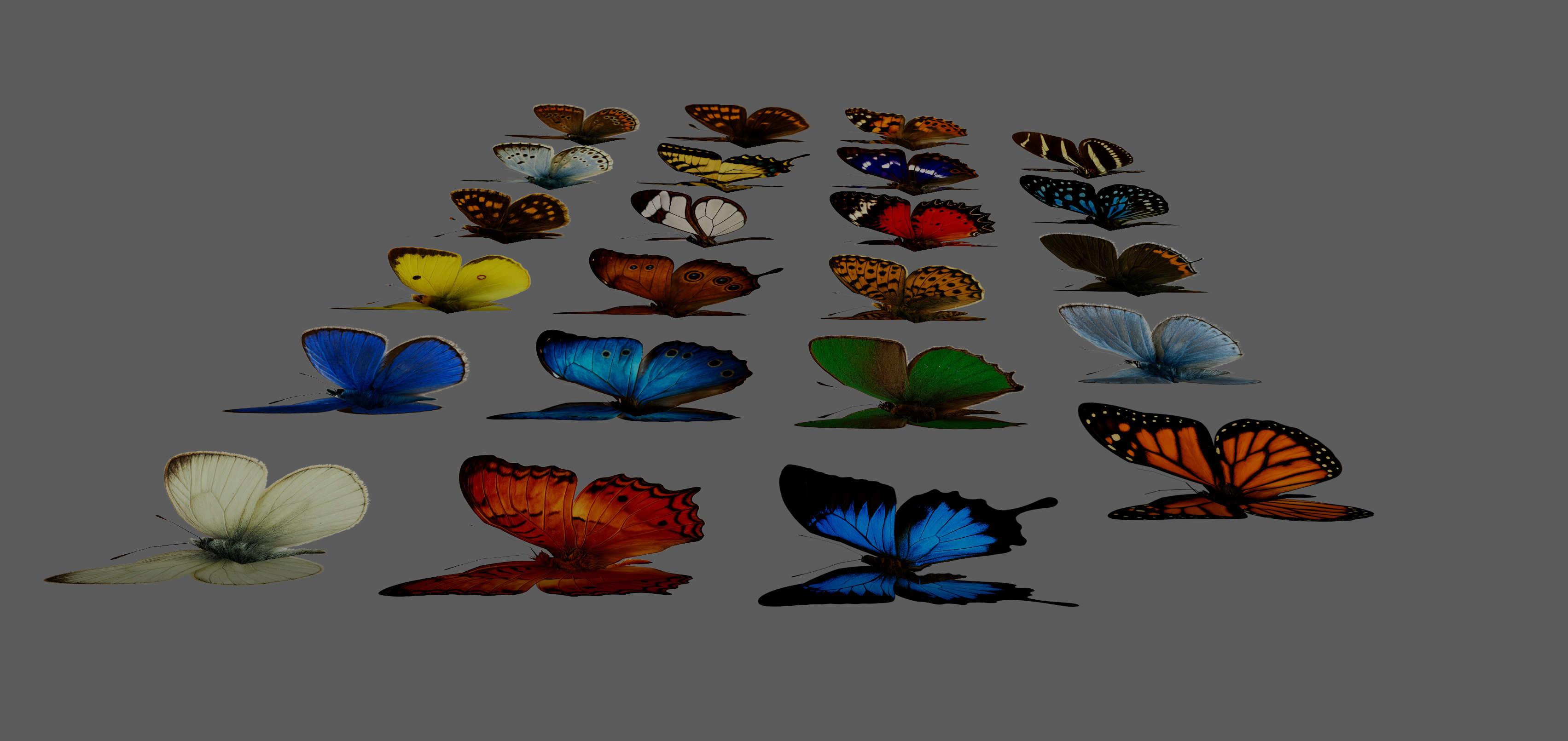 Butterflies Animated Rigged Collection Low-poly 3D model_8