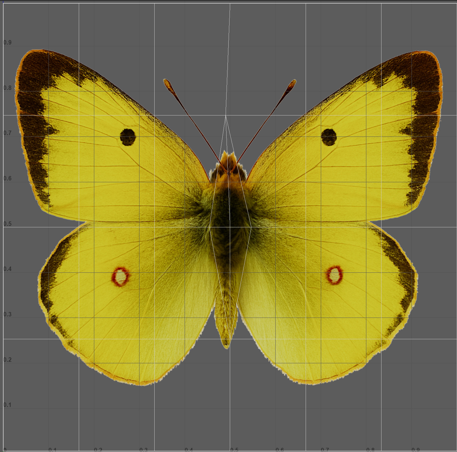 Butterflies Animated Rigged Collection Low-poly 3D model_11