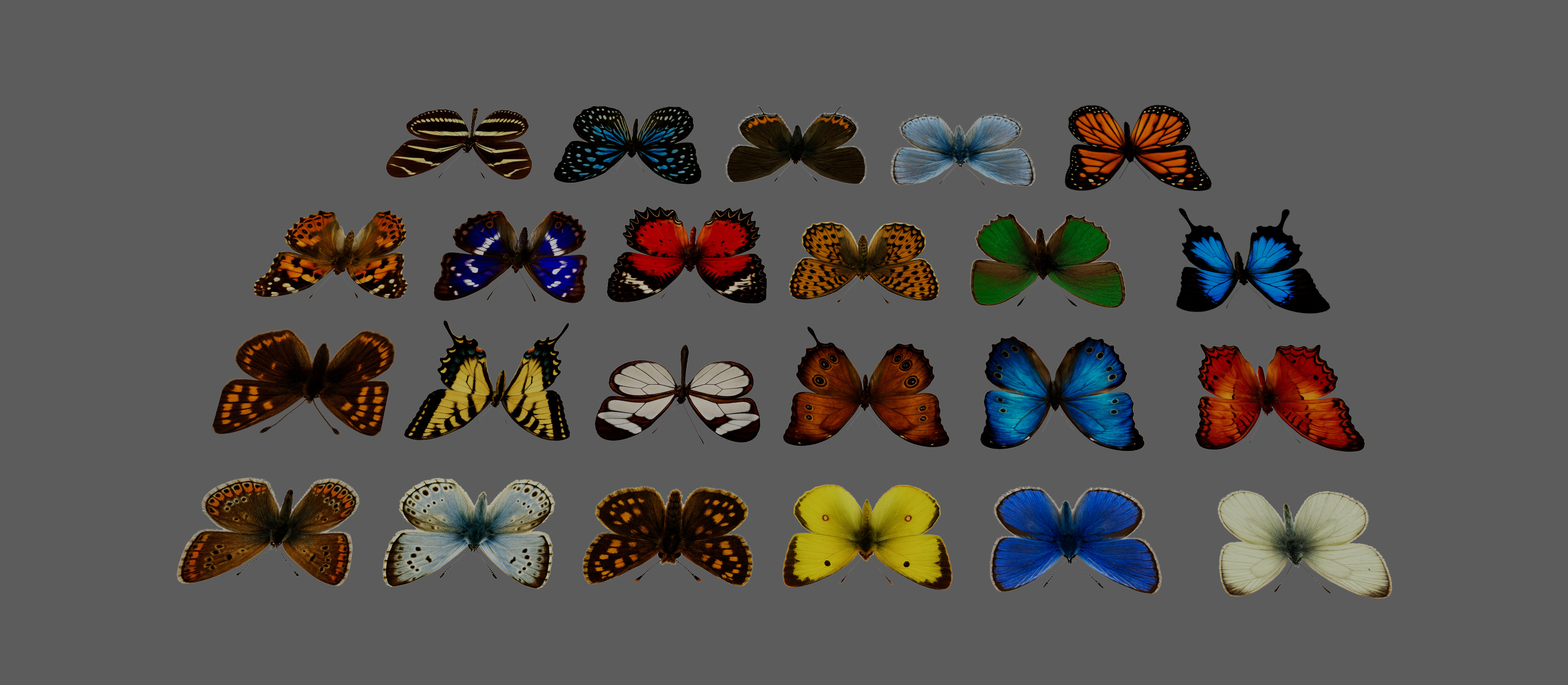 Butterflies Animated Rigged Collection Low-poly 3D model_6