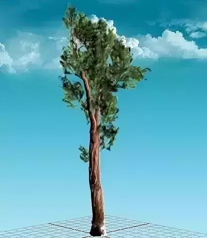 Sequoia Tree Red Wood Low-poly 3D model