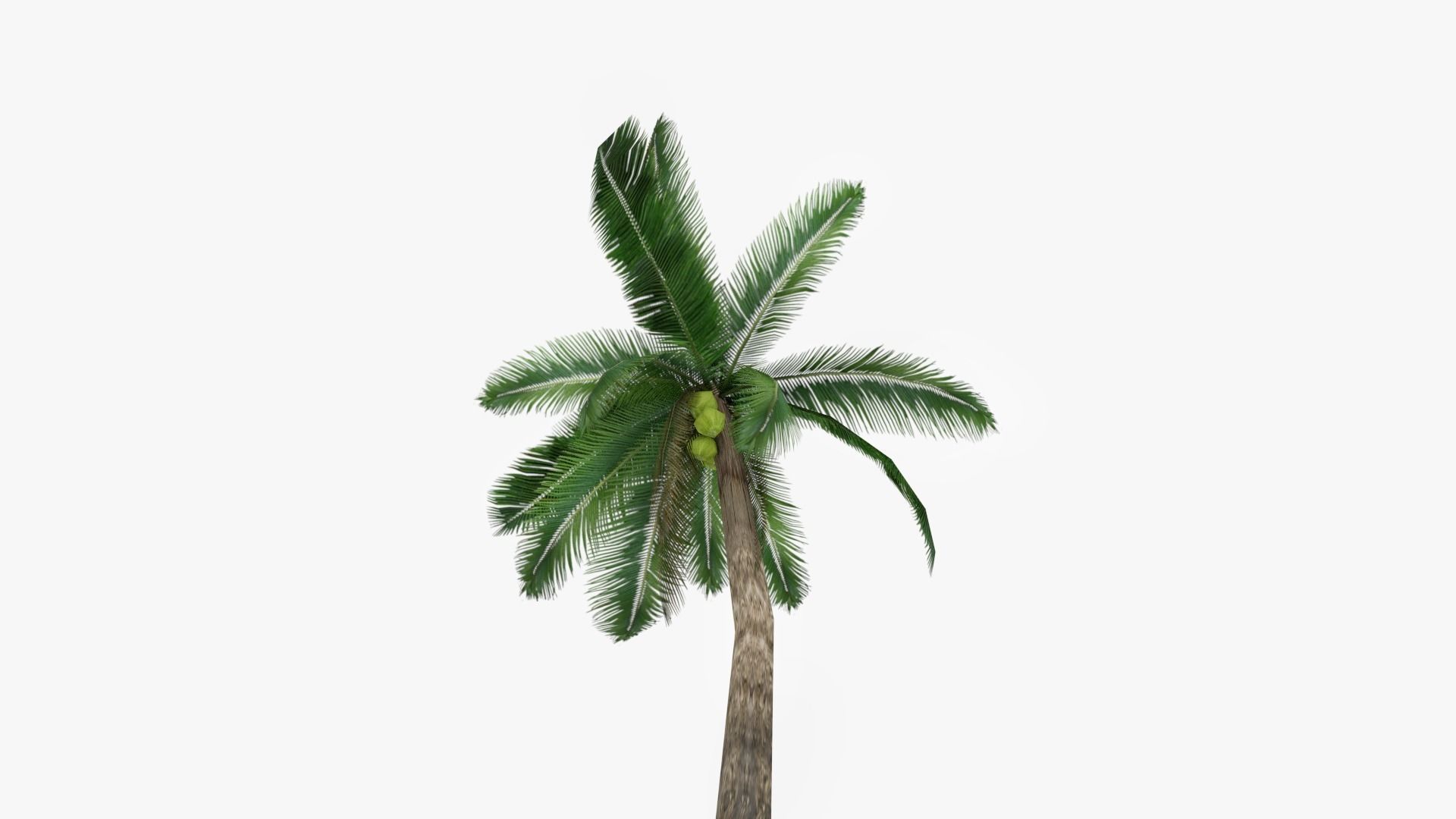 Palm tree Low-poly 3D model_1