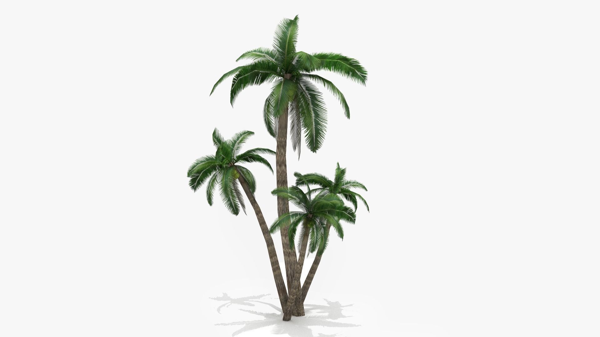 Palm tree Low-poly 3D model_0