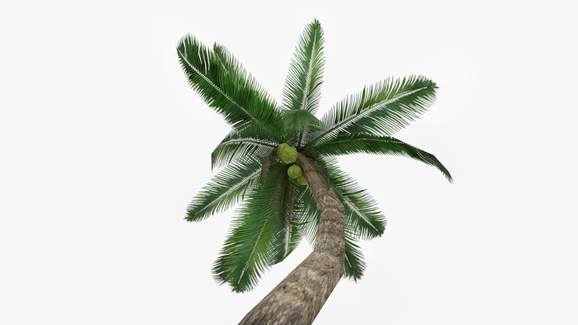 Palm tree Low-poly 3D model_2
