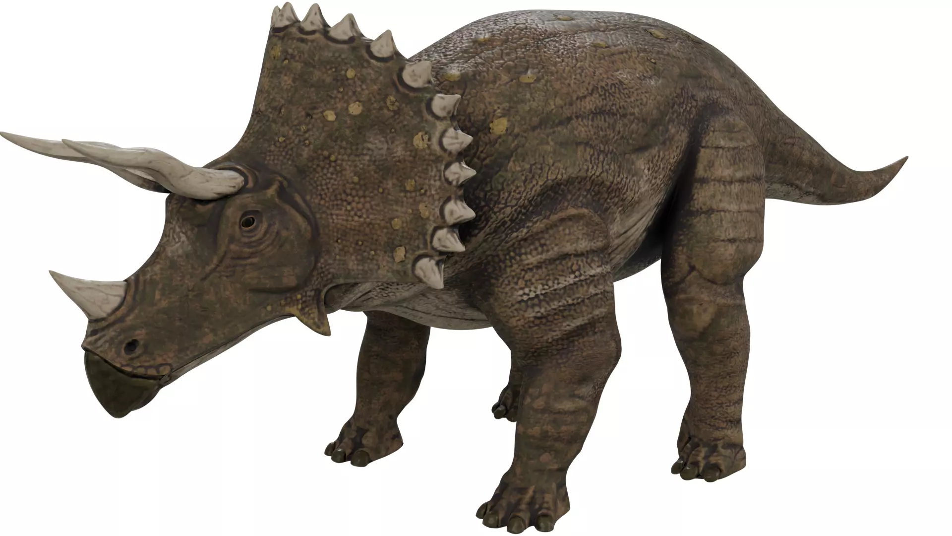 Triceratops 3D model_0