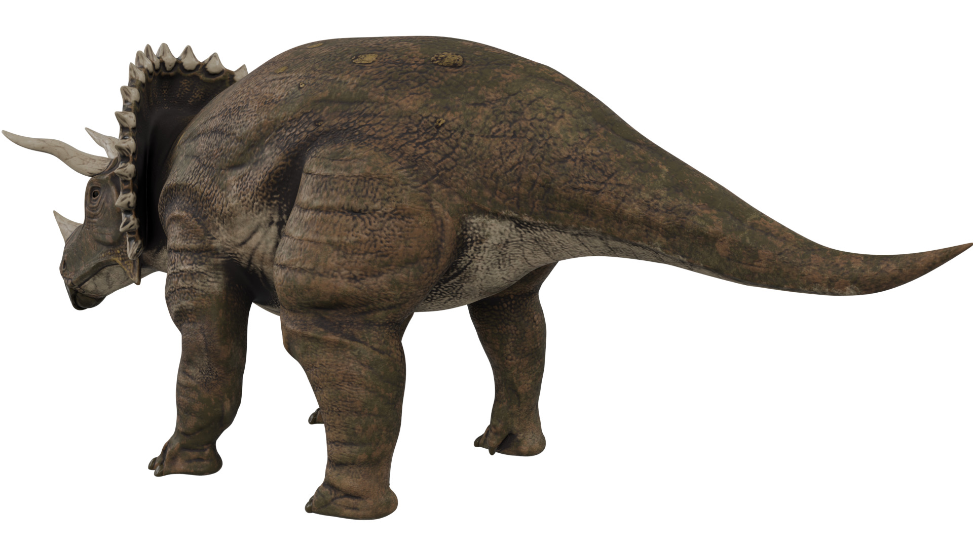 Triceratops 3D model_2