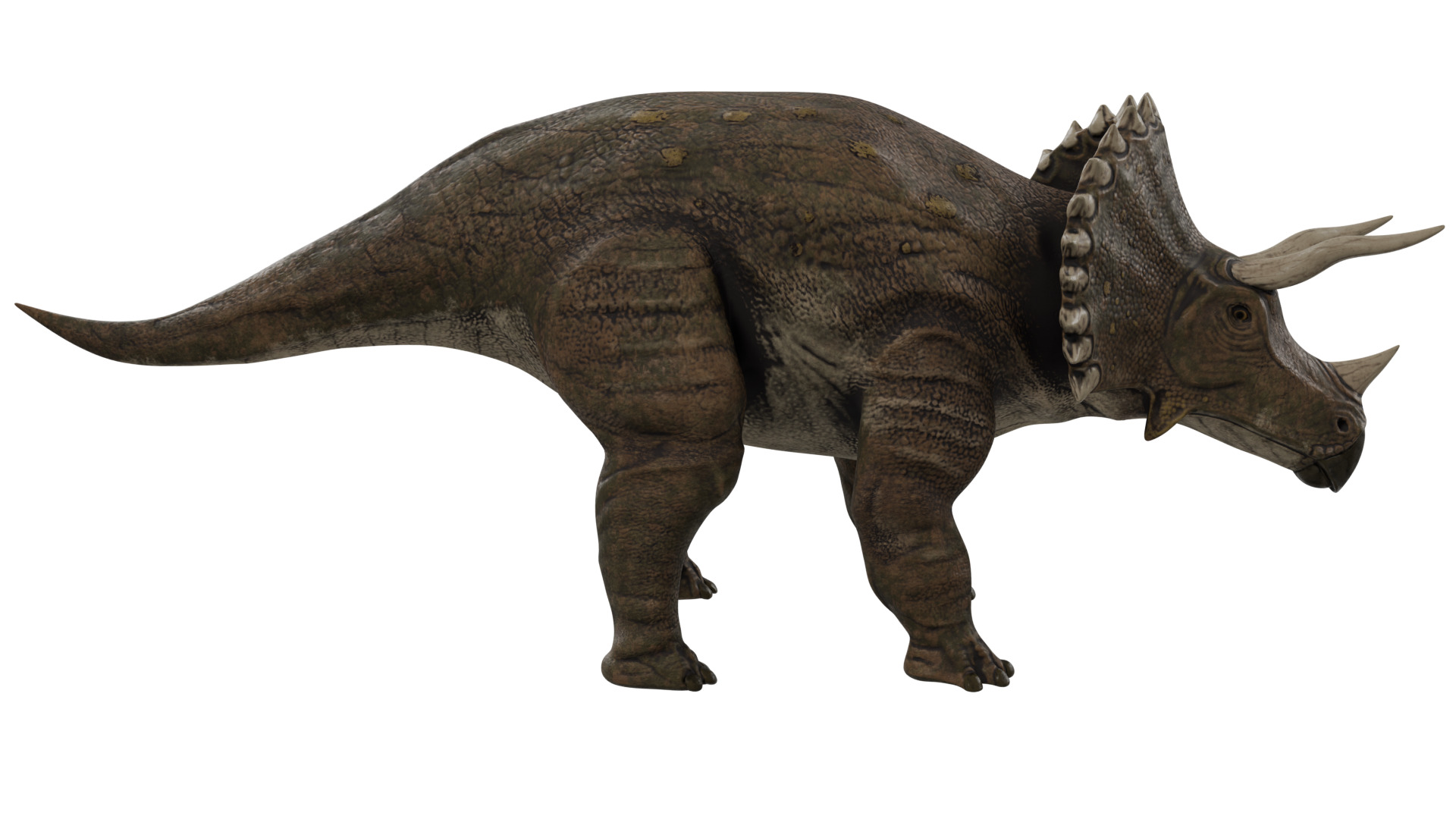 Triceratops 3D model_5