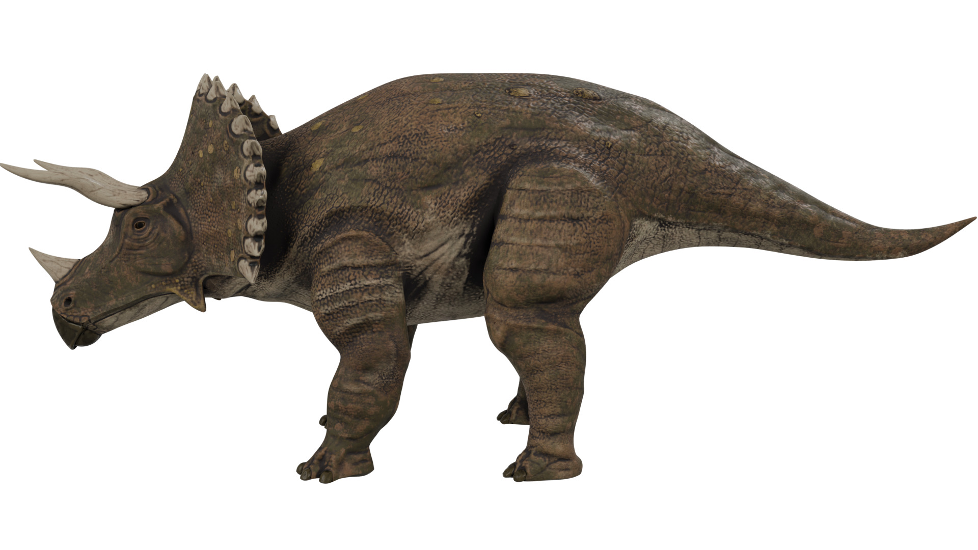 Triceratops 3D model_1