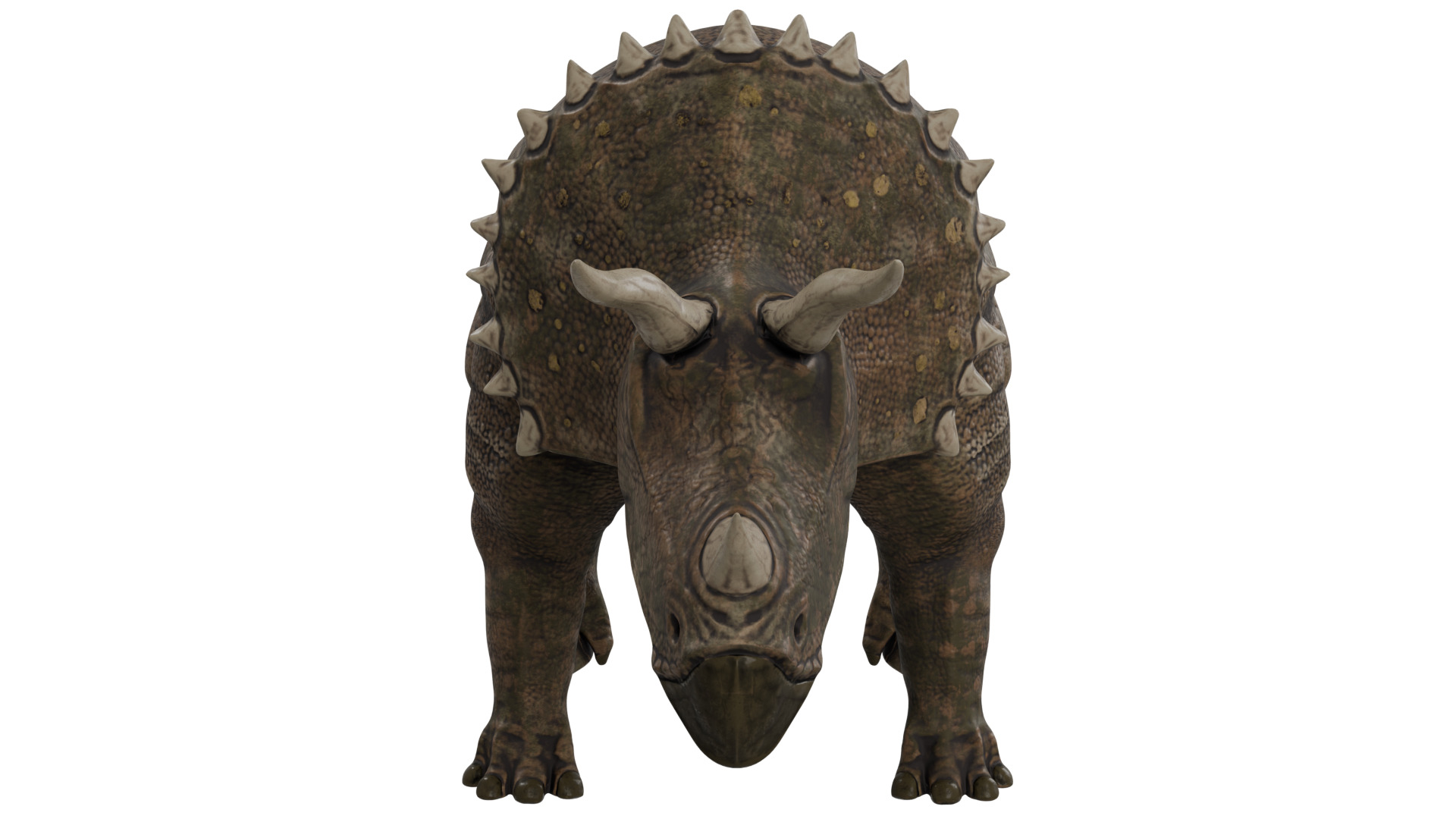 Triceratops 3D model_7