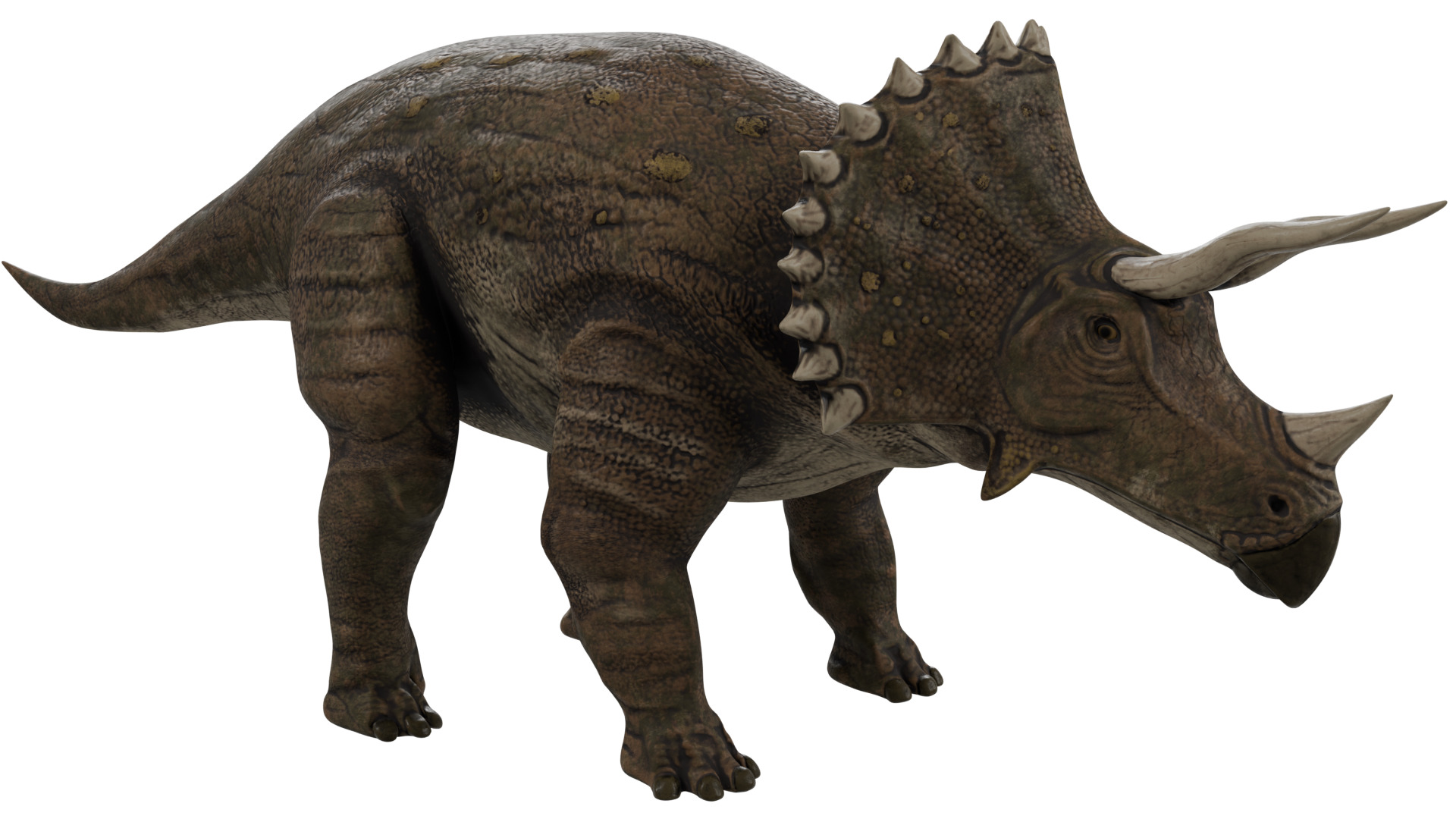 Triceratops 3D model_6