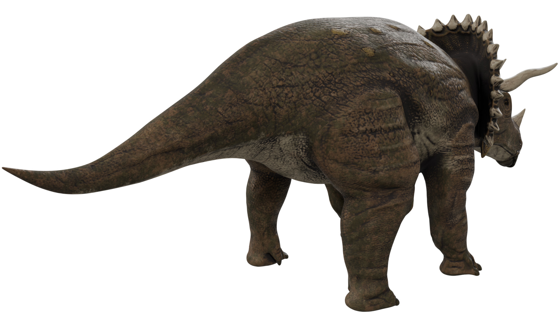 Triceratops 3D model_4