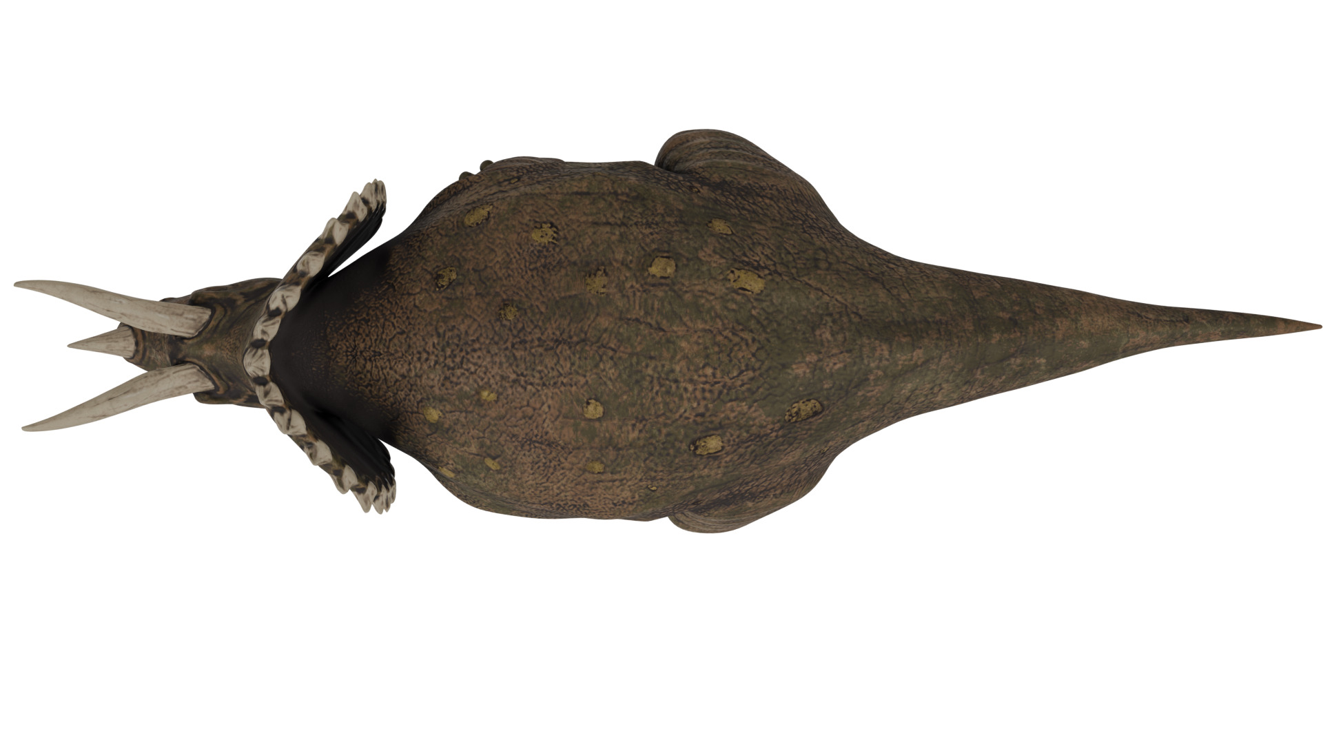 Triceratops 3D model_8