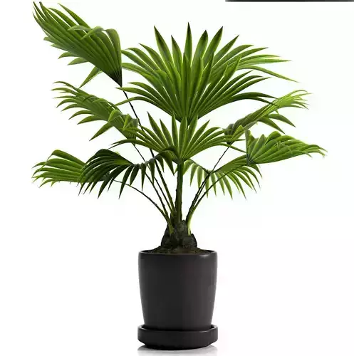 PLANT FAN PALM