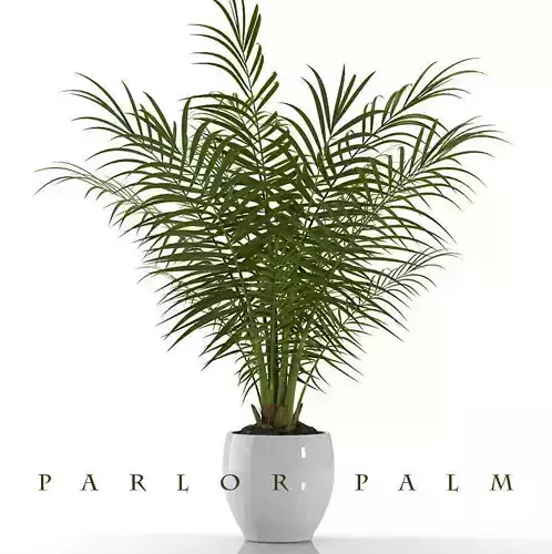 PLANT PARLOR PALM