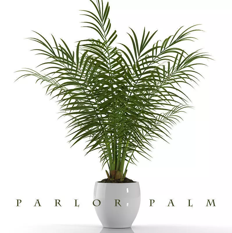 PLANT PARLOR PALM 3D model