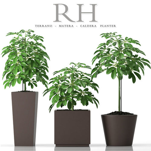 Plant 45 3D model