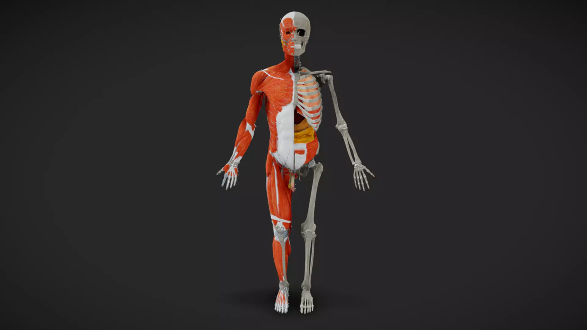 Human Anatomy Model Half Muscle and Half Skeleton with Organs 3D model_0