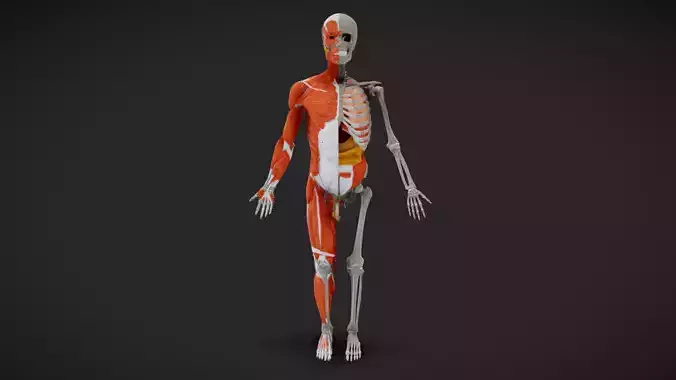 Human Anatomy Model Half Muscle and Half Skeleton with Organs 3D model