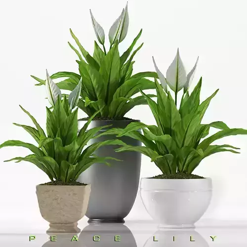 PLANT PEACE LILY