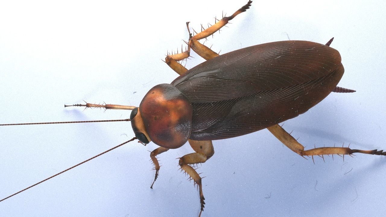 Cockroach rigged and animated for Cinema 4d 3D model_3