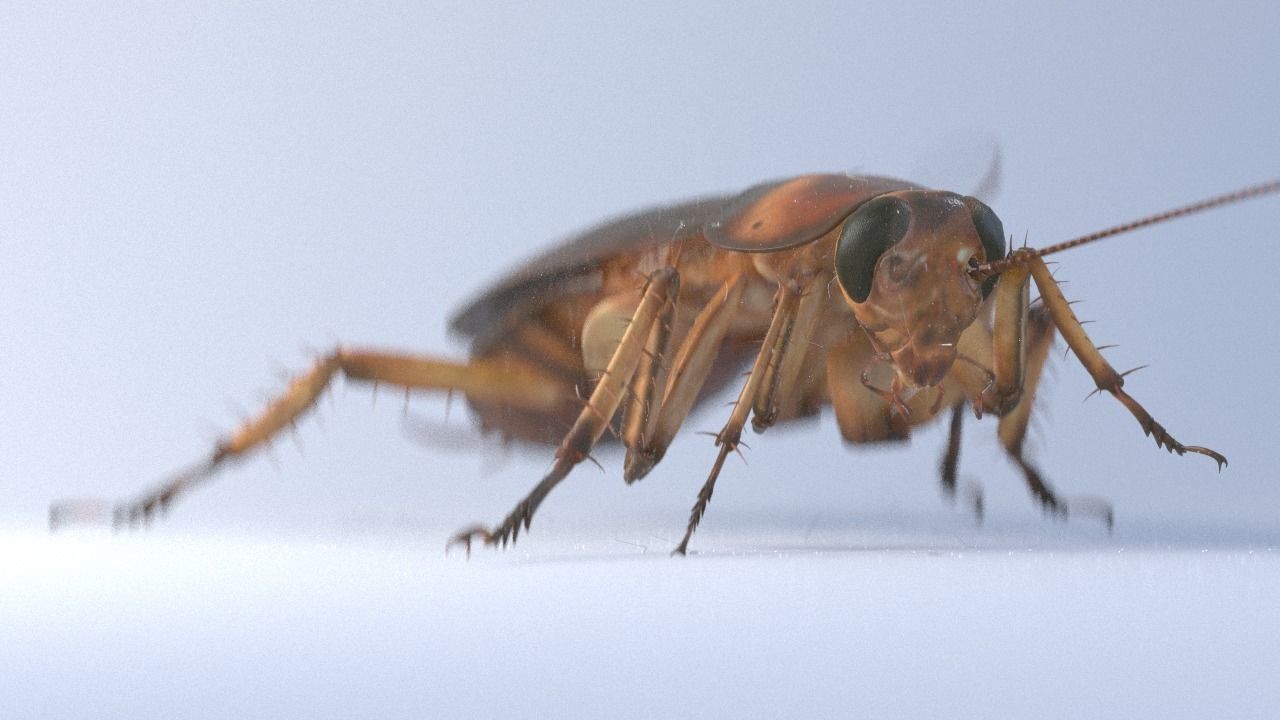 Cockroach rigged and animated for Cinema 4d 3D model_2