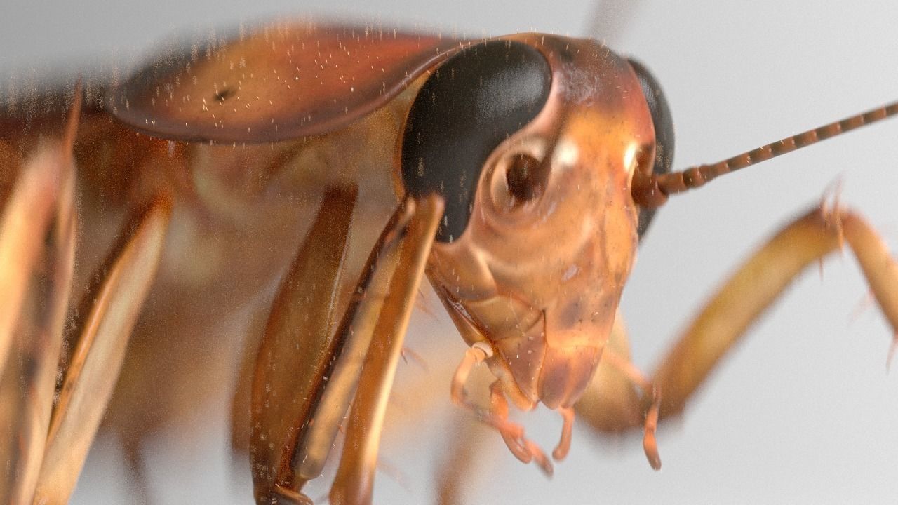 Cockroach rigged and animated for Cinema 4d 3D model_5