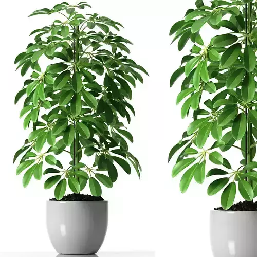 plant schefflera 3D model