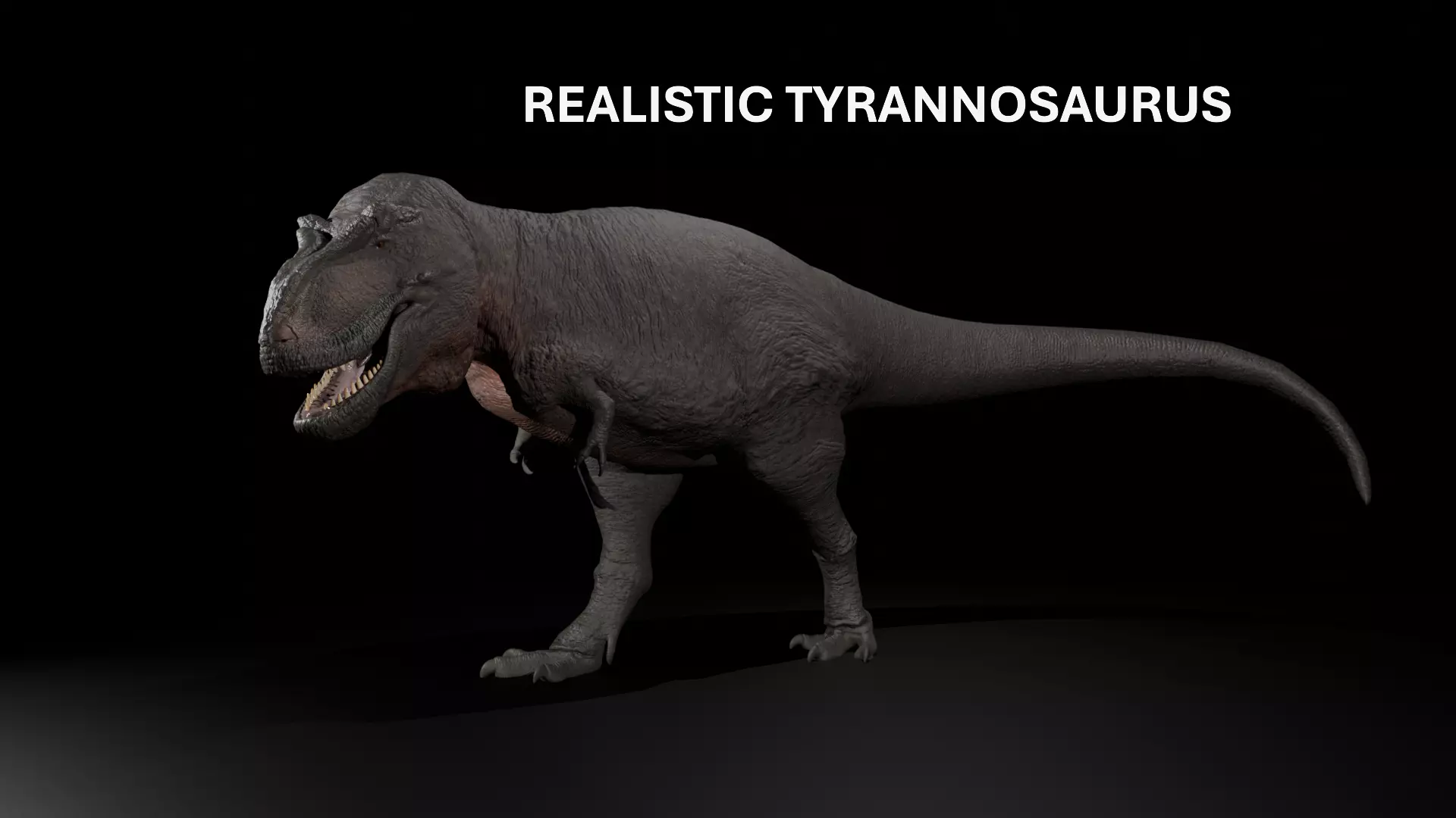 Trex Tyrannosaurus Realistic 3D Model Low-poly 3D model_0