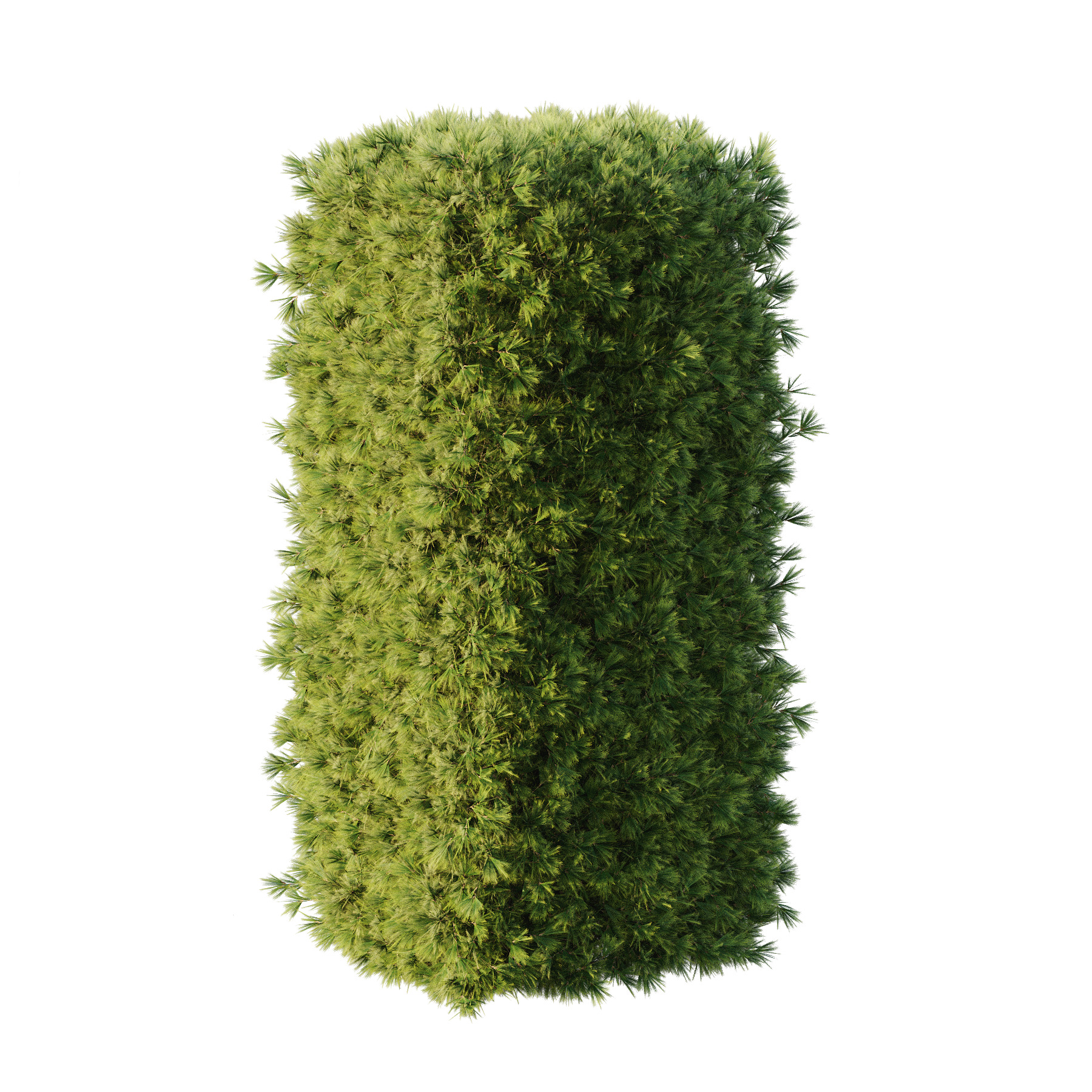 Pinus Mugo Bush002 3D model_1