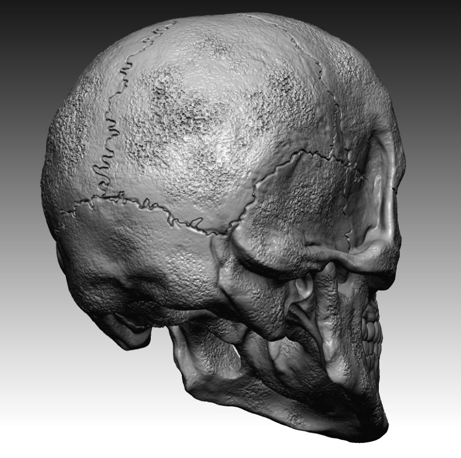 scull 01 3D print model_2
