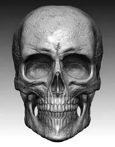 scull 01