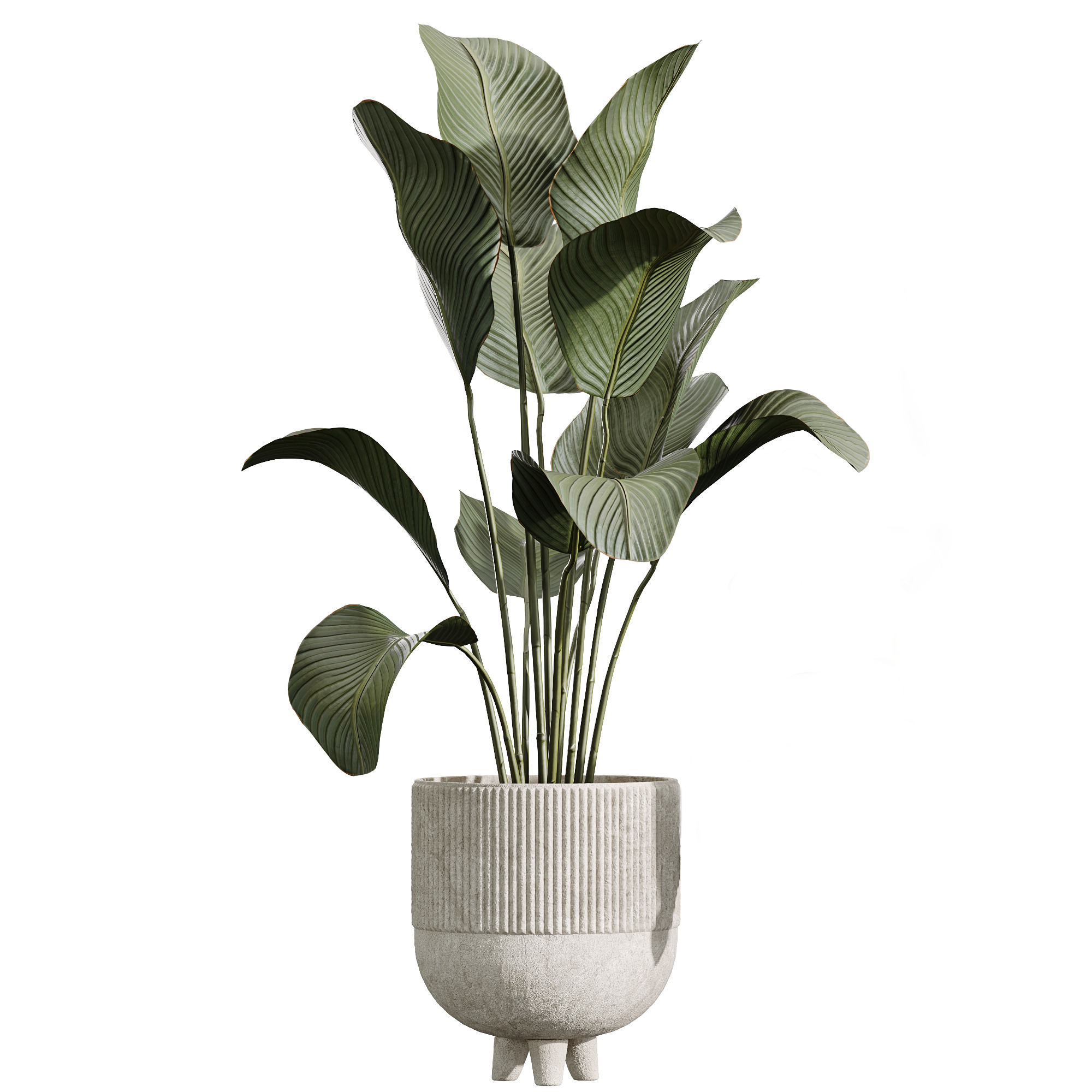AV Indoor Plants Set 237 Olive Tree and Calathea Lutea 3D model_2