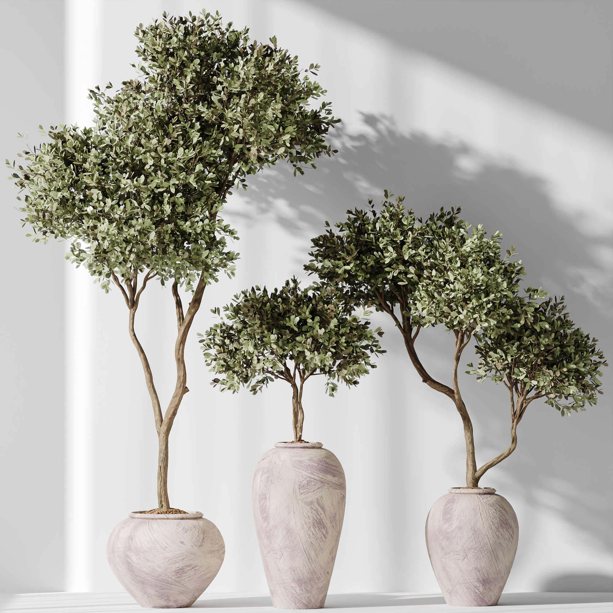 AV Indoor Plants Set 237 Olive Tree and Calathea Lutea 3D model_4