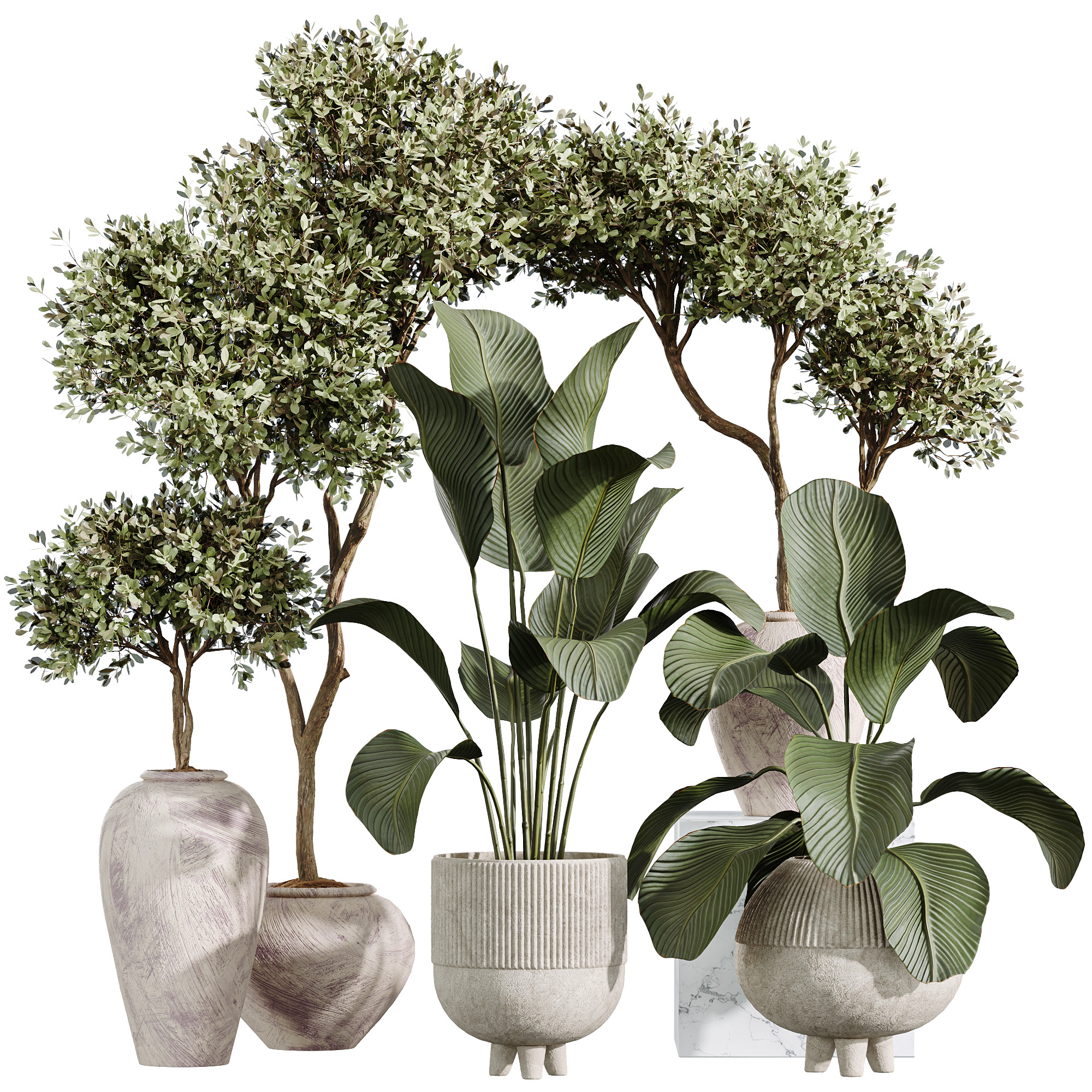 AV Indoor Plants Set 237 Olive Tree and Calathea Lutea 3D model_7