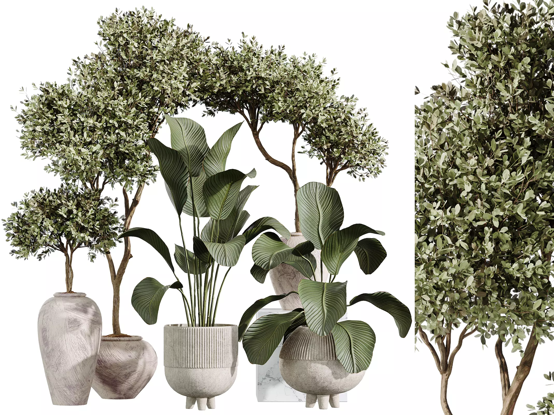 AV Indoor Plants Set 237 Olive Tree and Calathea Lutea 3D model_0
