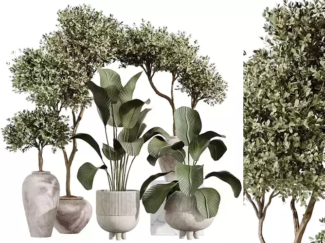 AV Indoor Plants Set 237 Olive Tree and Calathea Lutea